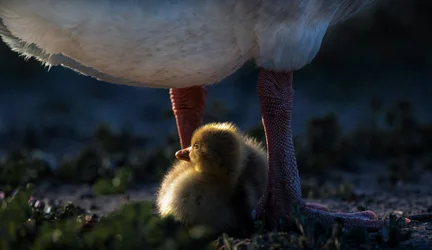 El calor de la mamá pato