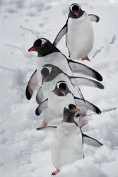 Pingüinos en la nieve