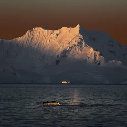 Cola de ballena al atardecer dorado
