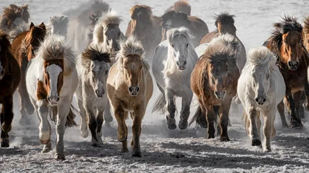La carga de los caballos salvajes