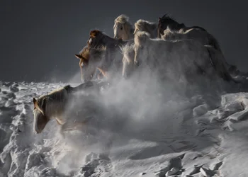 Caballos salvajes en la nieve