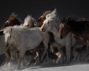 Caballos salvajes al galope