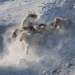 Caballos salvajes corriendo por la nieve