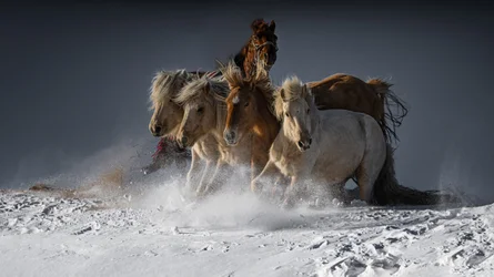 Caballos salvajes corriendo por la nieve