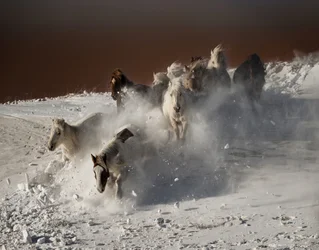 Carrera «Wild Horses Snow Run»