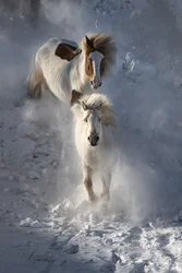 Caballos salvajes de invierno