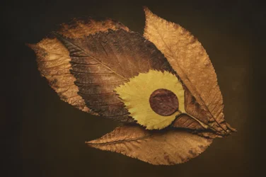 Ojo de hoja otoñal
