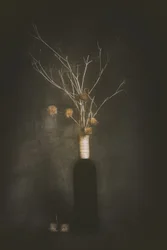 Quietud botánica oscura