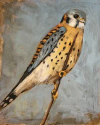 Cernícalo americano posado