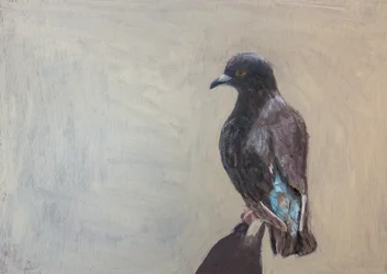 Retrato de una paloma negra