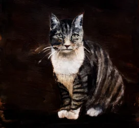 Elegante gato atigrado