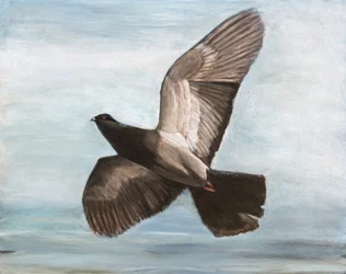 El elegante vuelo de las palomas