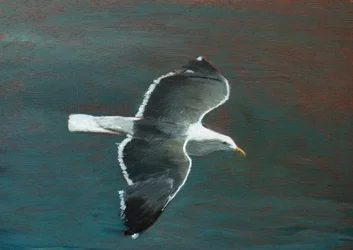 El elegante vuelo de una gaviota