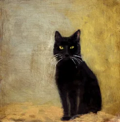 Pobre gato