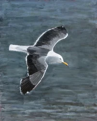 Gaviota en vuelo