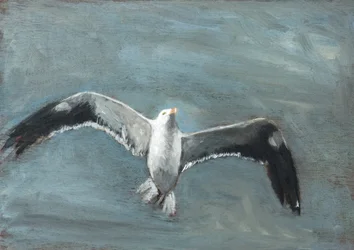 Gaviota gris en vuelo