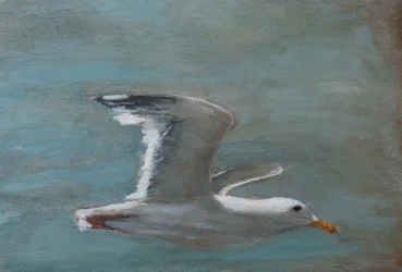 Gaviota en vuelo