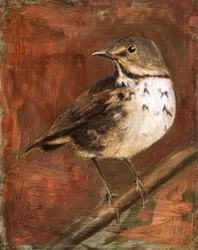 Zorzal moteado posado