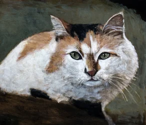 Gato tricolor vigilante