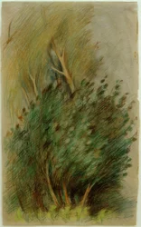 Tucheler Heide (Estudio de bosque)