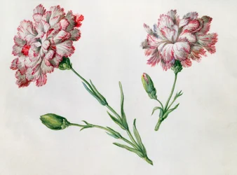 Claveles