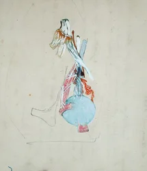 Sistema nervioso en la cabeza de un gato, 25 de mayo de 1842
