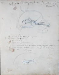 Sistema nervioso en la cabeza de un gato, mayo de 1842