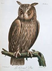 El Gran Duque, Búho Real, 1799-1808