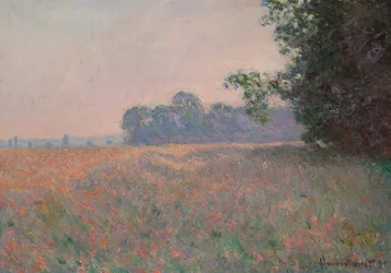 Campo de avena y amapolas