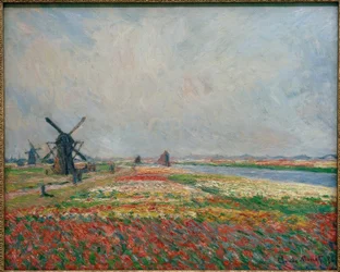 Campos de flores y molinos cerca de Leiden
