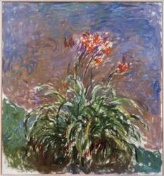 Los Hemerocallis