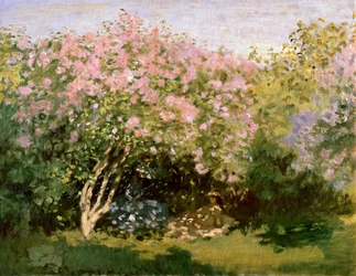 Lilas al sol, 1872-1873