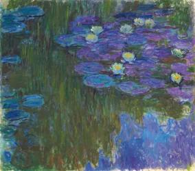 Nenúfares en flor