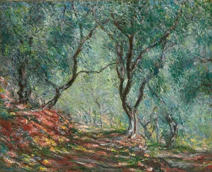 Olivos en el jardín Moreno; Bois d