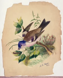 Pájaro azul en una rama