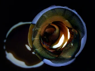 Resplandor dorado en espiral