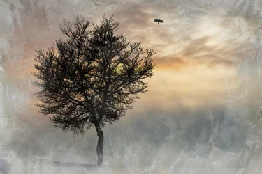 El espectacular «Lone Tree»