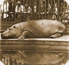 Obaysch el hipopótamo, Zoológico de Londres, 1852
