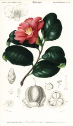 Camelia japonesa, Camellia japonica. ,1849 (grabado)