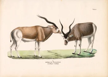 Antílope Addax con abrigo de invierno