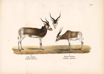 Antílopes Addax y Bontebok