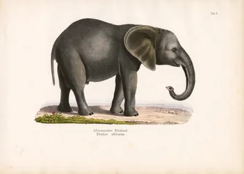Elefante africano