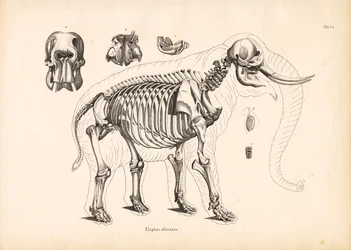 Anatomía esquelética del elefante africano