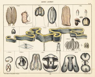 Anatomía de las especies de medusas. ,1841 (litografía)