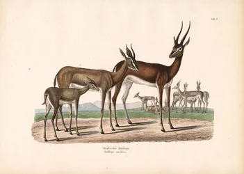 Oryx árabe en semidesierto