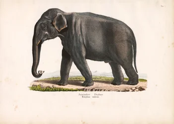 Elefante asiático