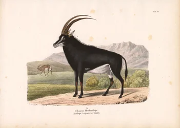 Antílope caballo negro