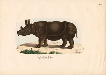 Rinoceronte negro