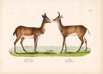 Bohor Reedbuck y Common Reedbuck