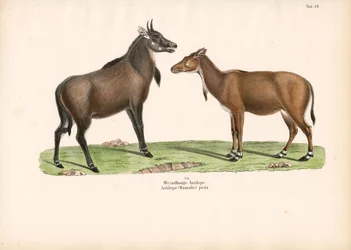 Bontebok o Blesbok